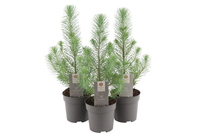 Pinje Silver Crest i 10,5 cm potte